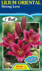 Lilium Oriental 'Strong Love'