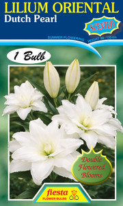 Lilium Oriental 'Dutch Pearl'