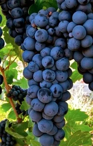 Grape 'Black Dalmation' 6L