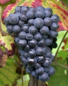 Grape 'Pinot Meunier' 6L
