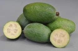 Feijoa 'Mammoth' PB8