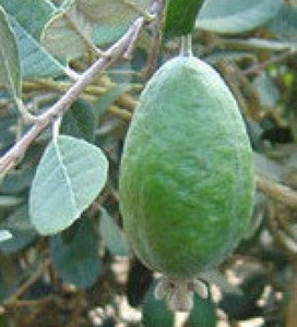 Feijoa 'Wiki-Tu' PB8