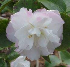 Camellia h 'Cinnamon Cindy' - 15L