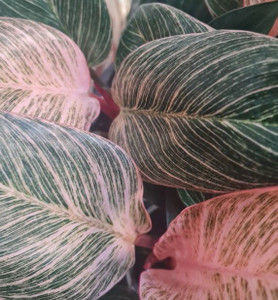 Philodendron 'Pink Birkin' 12cm