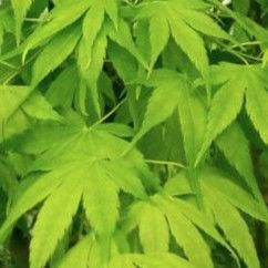 Acer palmatum 'Ukon' - Topiary 6L