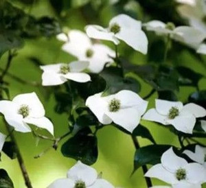 Cornus kousa 'Southern Cross' PB18