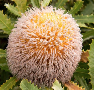 Banksia coccinea 1.5L (113997) 1.5L