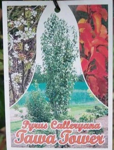 Pyrus calleryana 'Tawa Tower' PB18