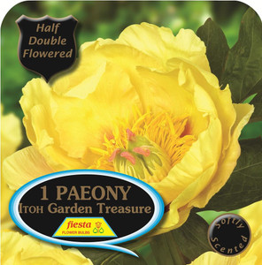 Peony 'Itoh Garden Treasure' 6L