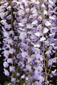Wisteria floribunda 'Harlequin 6L