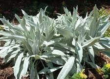 Senecio niveoaureus 'Bella Gri 2.5L