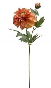 Heritage Dahlia - Burnt Aprico