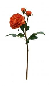 Rose St Augusta - Clementine