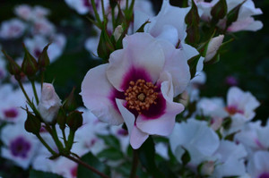 Rose 'Ink Spots' 4.7L