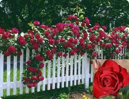 Rose 'Dublin Bay' - Climber 4.7L