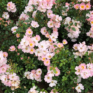 Rose 'Starry Sky' - Shrub 4.7L