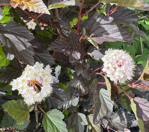 Physocarpus purpurea PB5