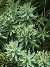 Euphorbia glauca PB5