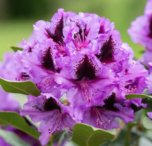 Rhododendron 'Lem's Stormcloud 8L (102991) 4.7L