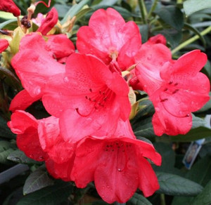 Rhododendron 'Lem's Stormcloud 8L (102991) 4.7L