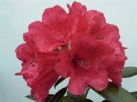 Rhododendron 'Lem's Stormcloud 8L (102991) 4.7L