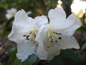 Rhododendron 'Lem's Stormcloud 8L (102991) 4.7L