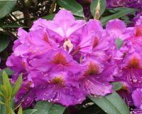 Rhododendron 'Lem's Stormcloud 8L (102991) 4.7L