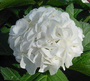 Hydrangea macrophylla 'Grandad 6L
