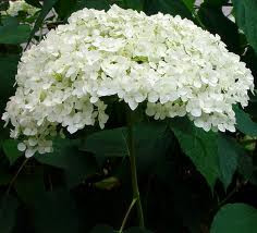 Hydrangea a 'Annabelle' 6L
