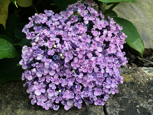 Hydrangea macrophylla 'Ayesha' 6L