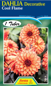 Dahlia Decorative 'Cool Flame'