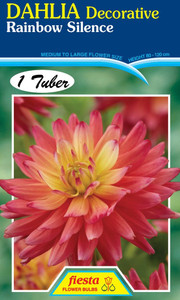 Dahlia Decorative 'Rainbow Sil