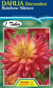 Dahlia Decorative 'Rainbow Sil