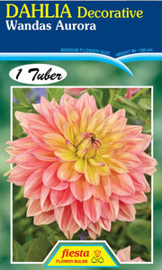 Dahlia Decorative 'Wandas Auro
