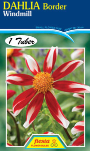 Dahlia Border 'Windmill'