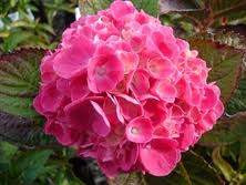 Hydrangea macrophylla 'Piamina 3L