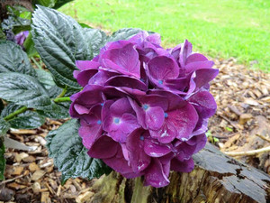 Hydrangea 'Bloody Marvellous' 6L