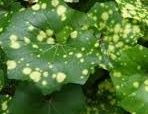 Ligularia 'Spotted Leopard' 9cm