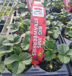 Strawberry 'Camarosa' 6 Pack 10cm