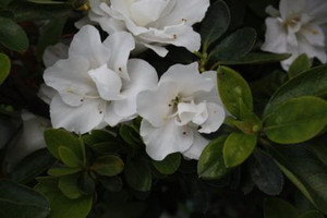 Azalea 'Kiwi Anniversary' 2.5L