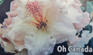 Rhododendron 'Oh Canada' 4.7L