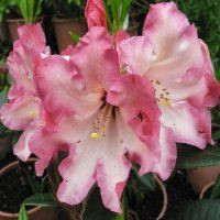 Rhododendron 'Ooh Gina' 4.7L