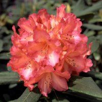 Rhododendron 'Whitney' 4.7L