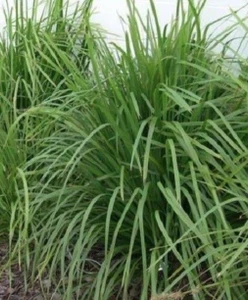 Lomandra longifolia 'Tanika' 2L (91909) 2L