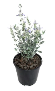 Teucrium fruticans 'Silver Box 1.9L