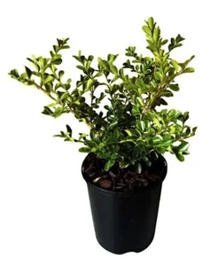 Buxus 'Renaissance' 1.9L