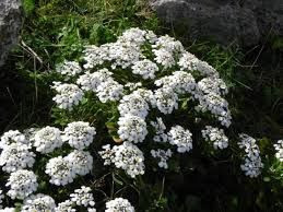 Iberis semperflorens 2.5L
