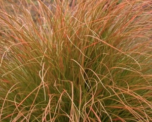 Carex testacea 1.9L
