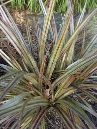 Astelia nervosa 'Westland' 2L