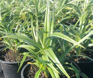 Astelia 'Silver Shadow' 1.9L